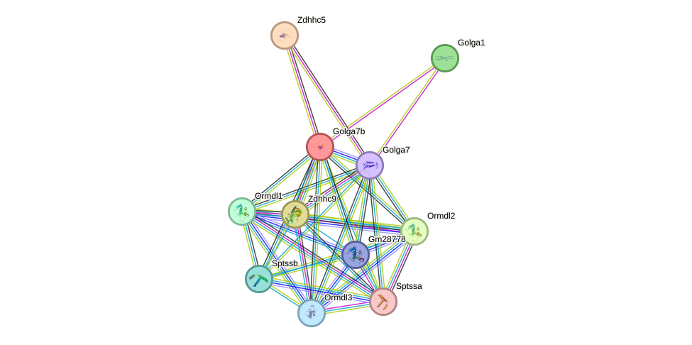 STRING protein interaction network