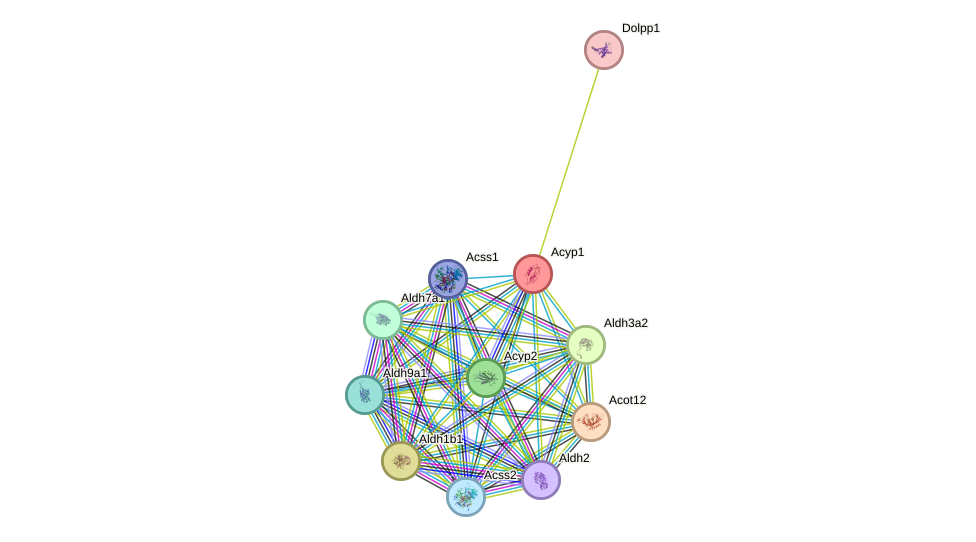 STRING protein interaction network