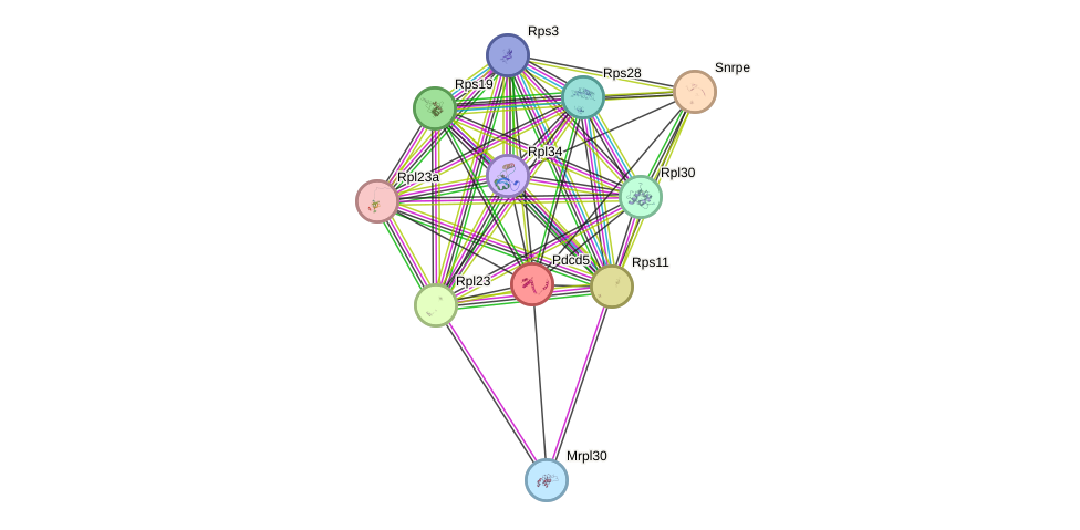 STRING protein interaction network