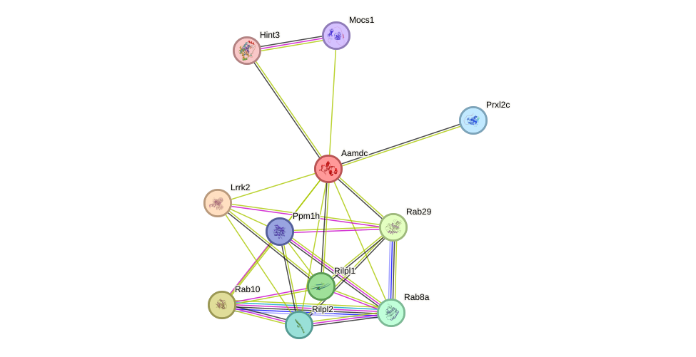 STRING protein interaction network