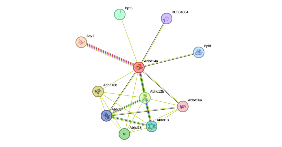 STRING protein interaction network