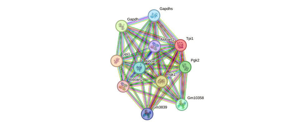 STRING protein interaction network