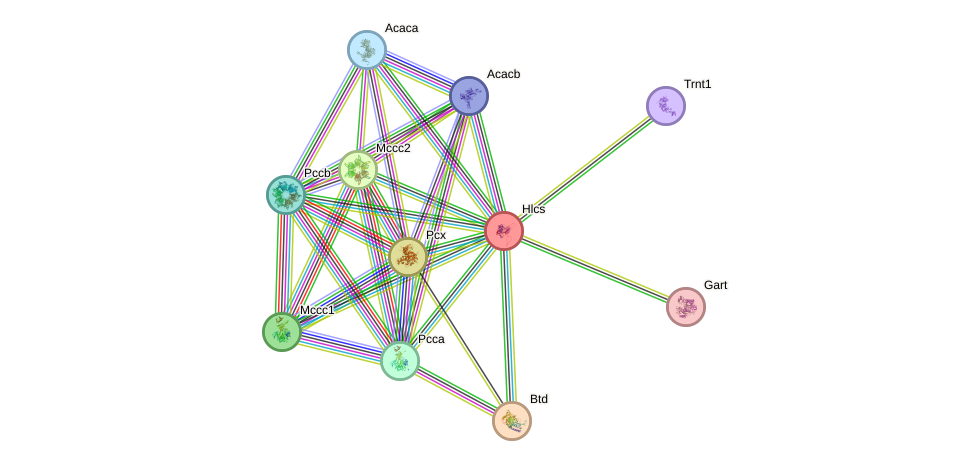 STRING protein interaction network