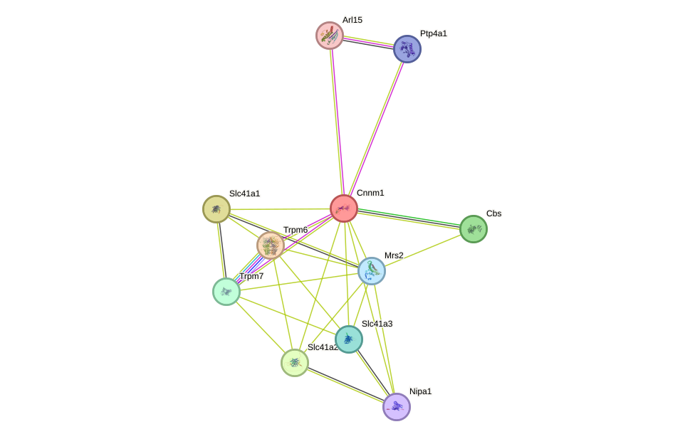 STRING protein interaction network