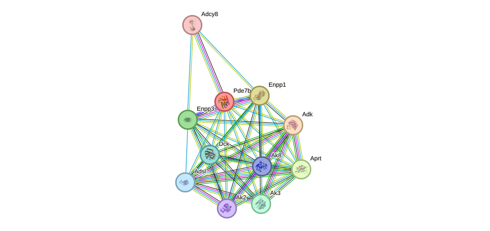 STRING protein interaction network