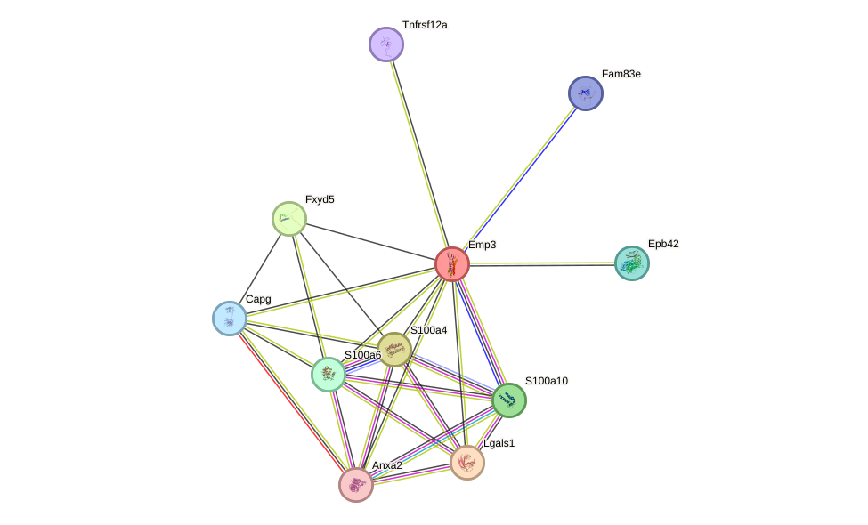 STRING protein interaction network