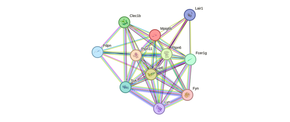 STRING protein interaction network