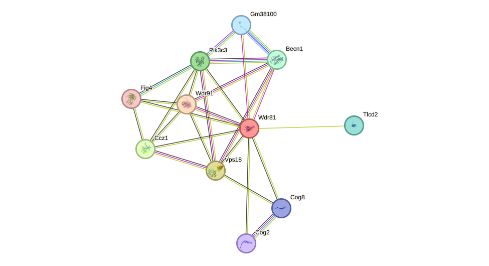 STRING protein interaction network