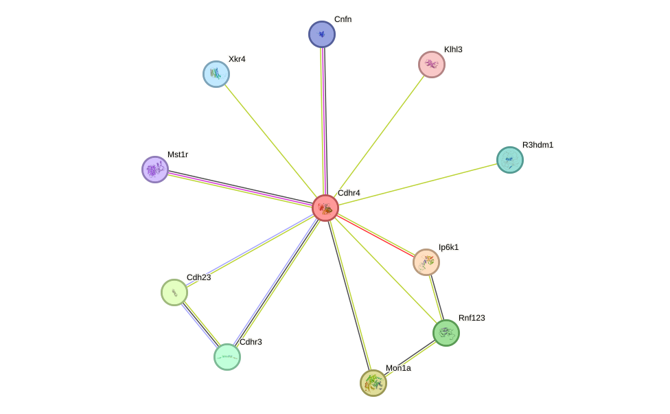 STRING protein interaction network