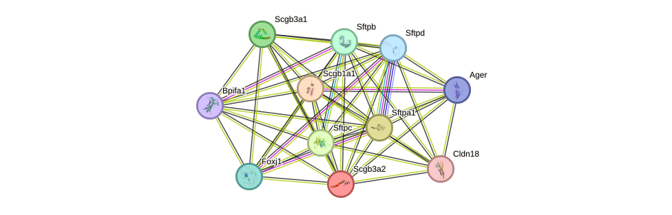 STRING protein interaction network