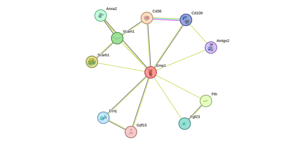 STRING protein interaction network