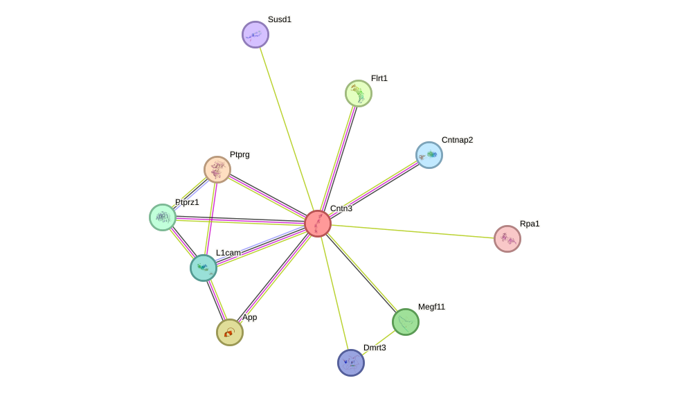 STRING protein interaction network