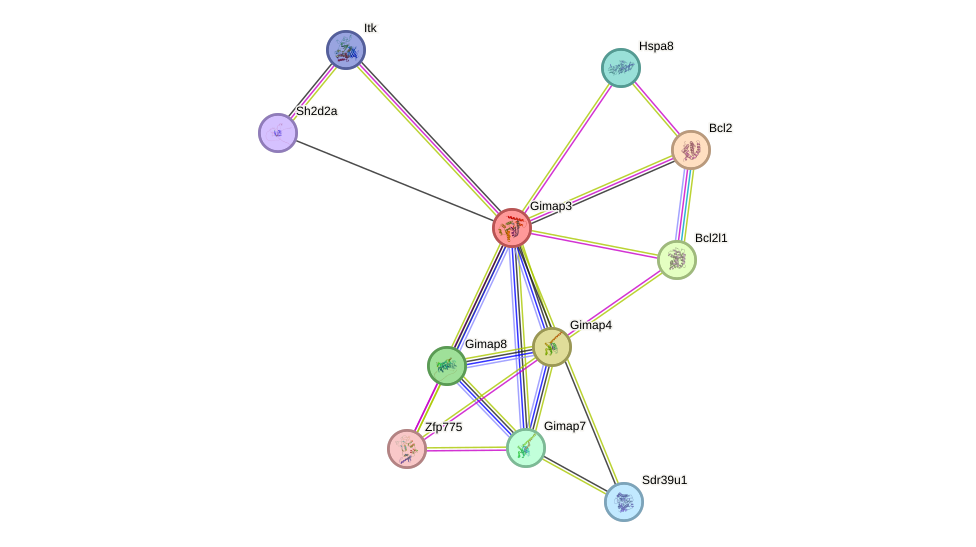 STRING protein interaction network