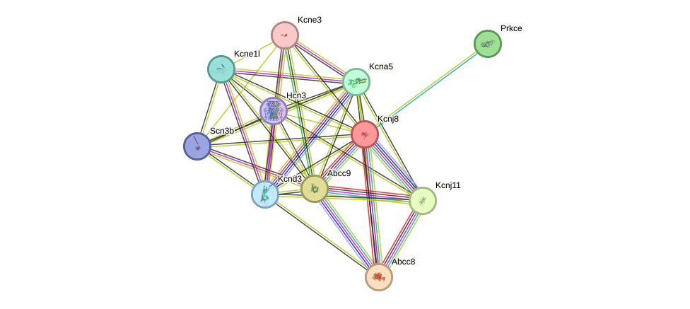 STRING protein interaction network