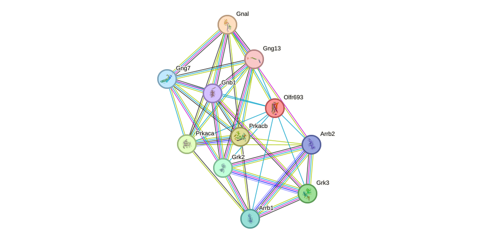 STRING protein interaction network