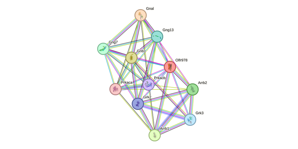 STRING protein interaction network