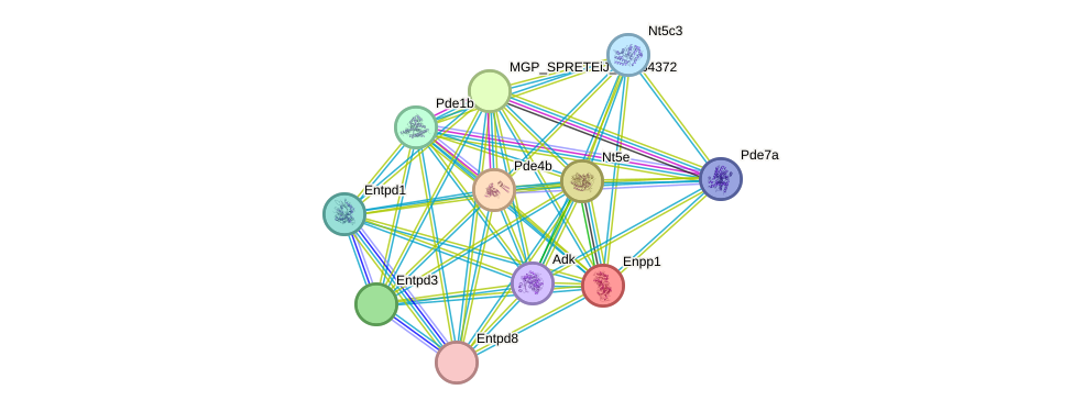 STRING protein interaction network