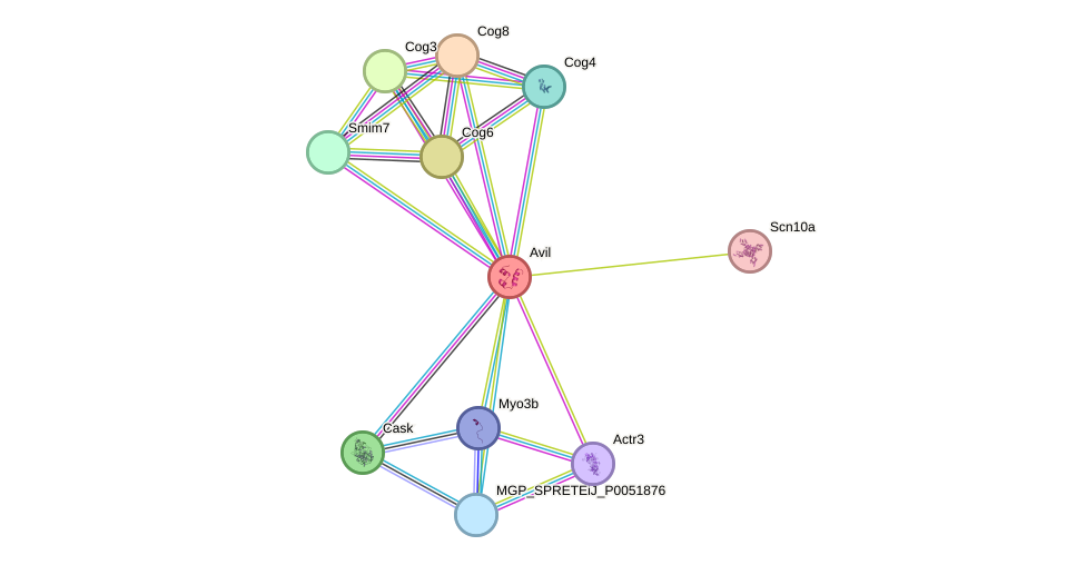 STRING protein interaction network