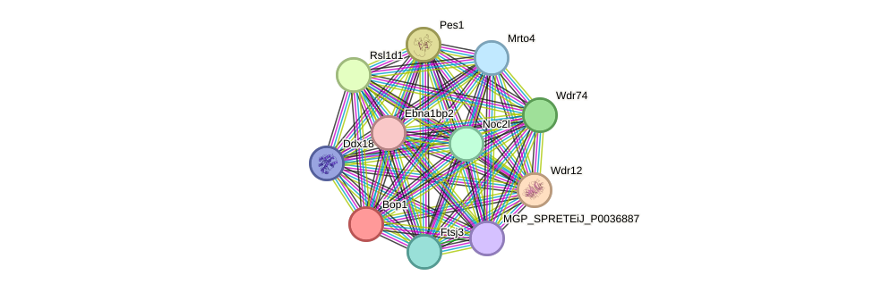 STRING protein interaction network