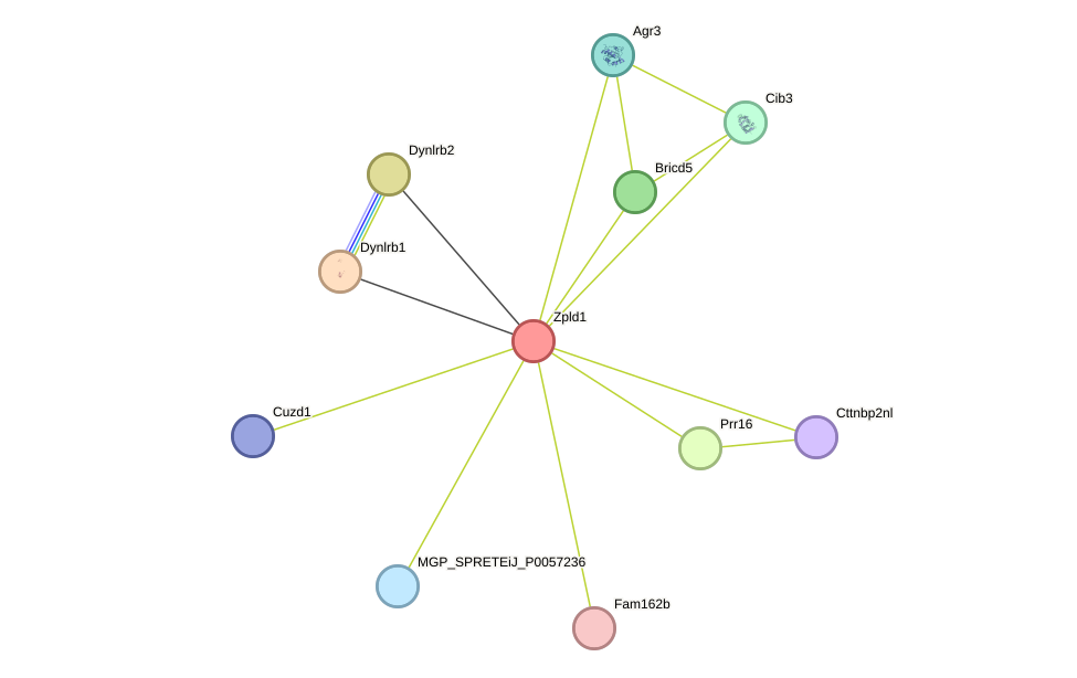 STRING protein interaction network