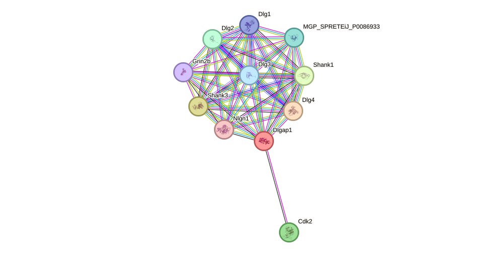 STRING protein interaction network