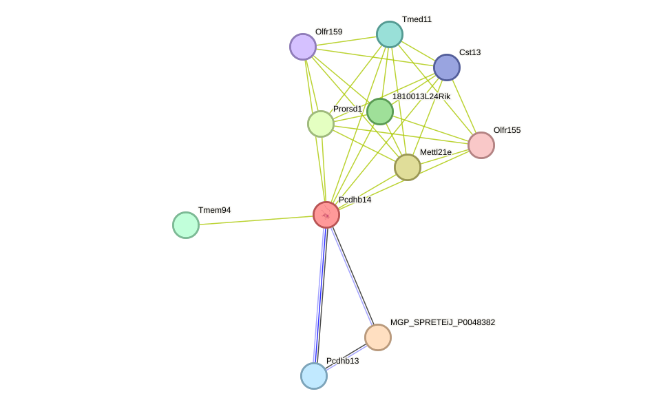 STRING protein interaction network