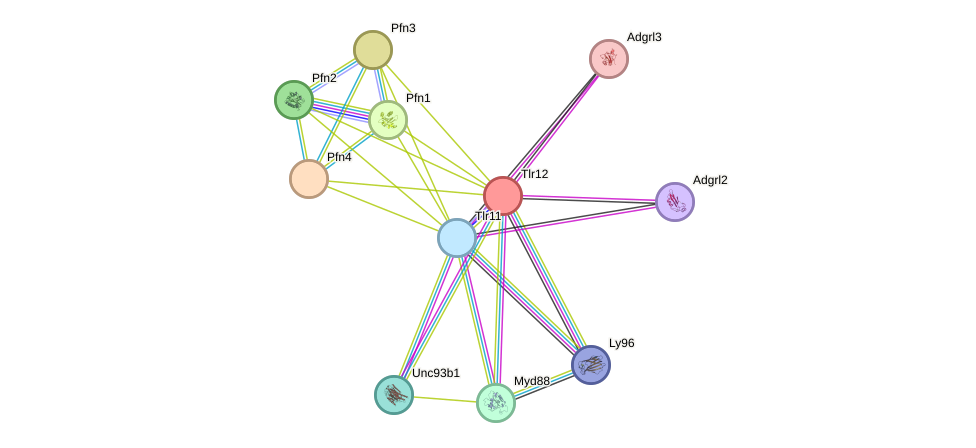 STRING protein interaction network