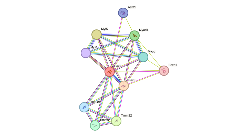 STRING protein interaction network