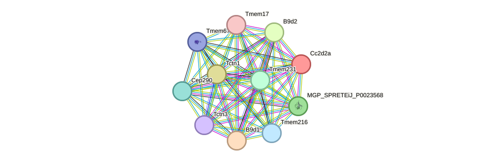 STRING protein interaction network