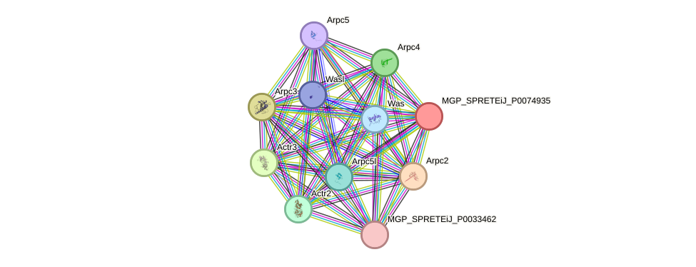 STRING protein interaction network