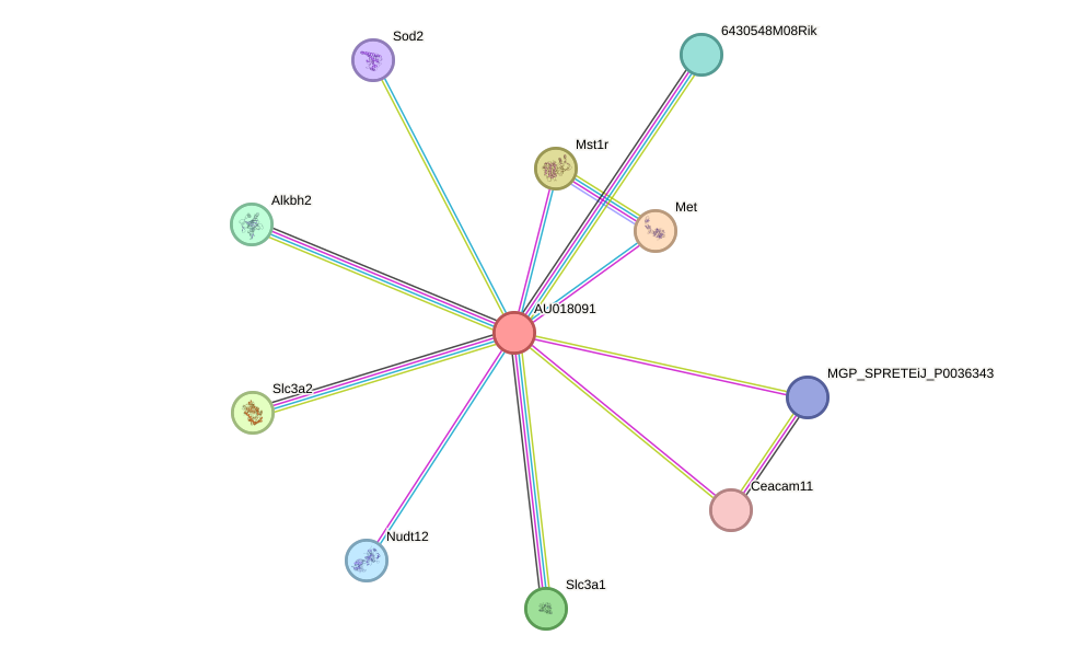 STRING protein interaction network