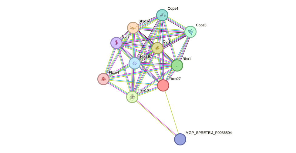 STRING protein interaction network