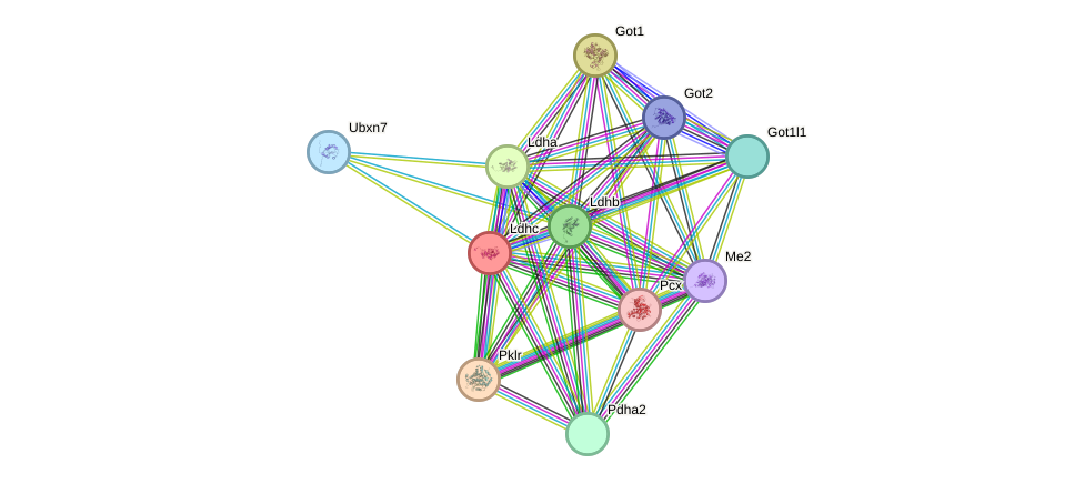 STRING protein interaction network