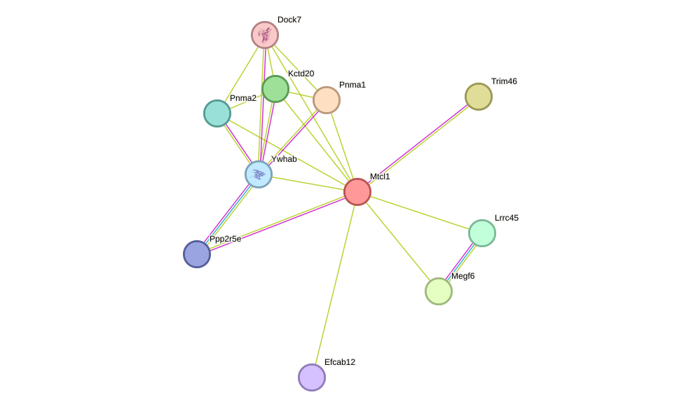 STRING protein interaction network