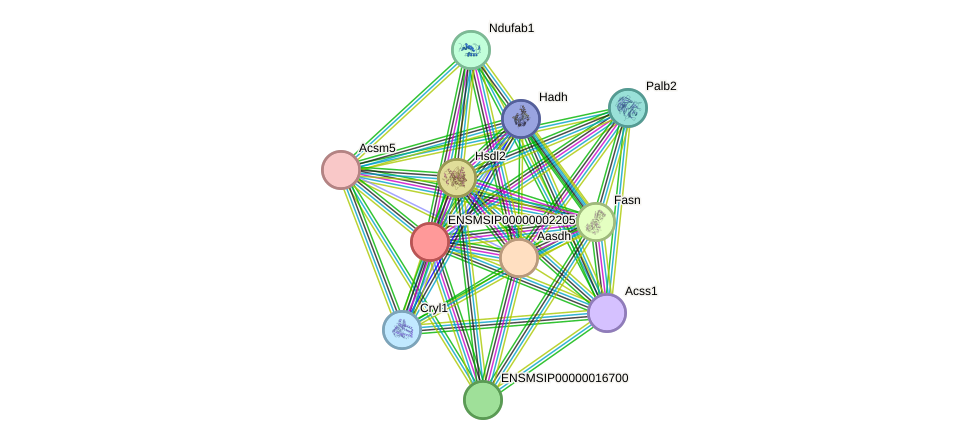 STRING protein interaction network