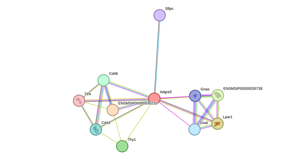 STRING protein interaction network