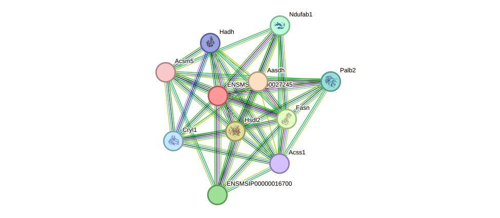 STRING protein interaction network