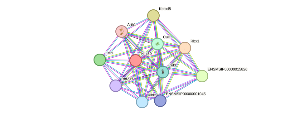 STRING protein interaction network