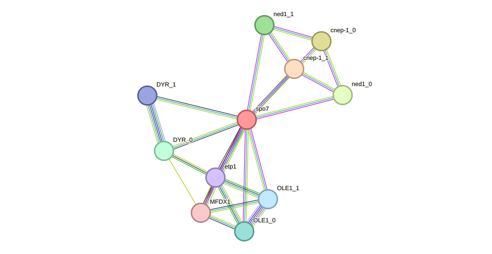 STRING protein interaction network