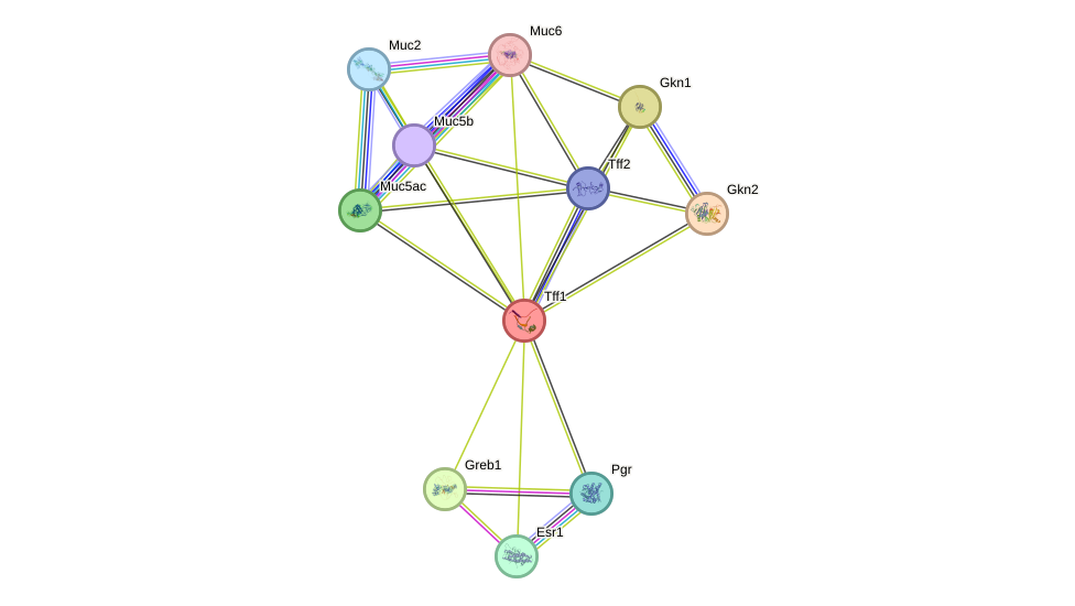 STRING protein interaction network