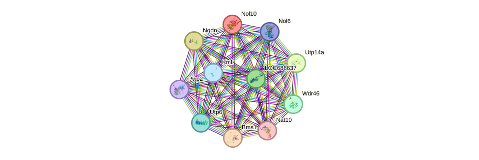 STRING protein interaction network