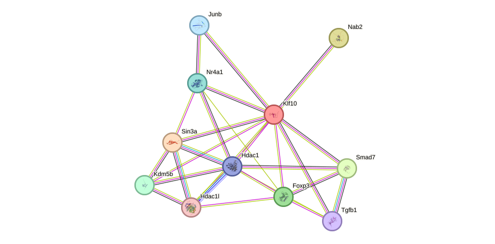 STRING protein interaction network