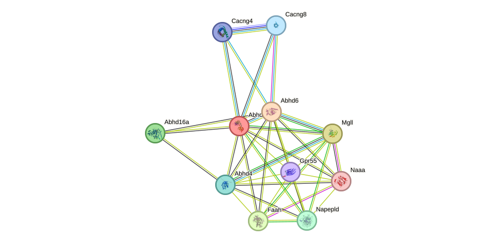 STRING protein interaction network