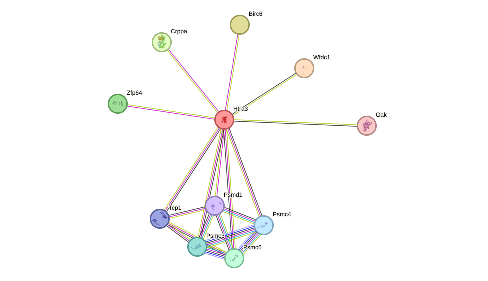 STRING protein interaction network