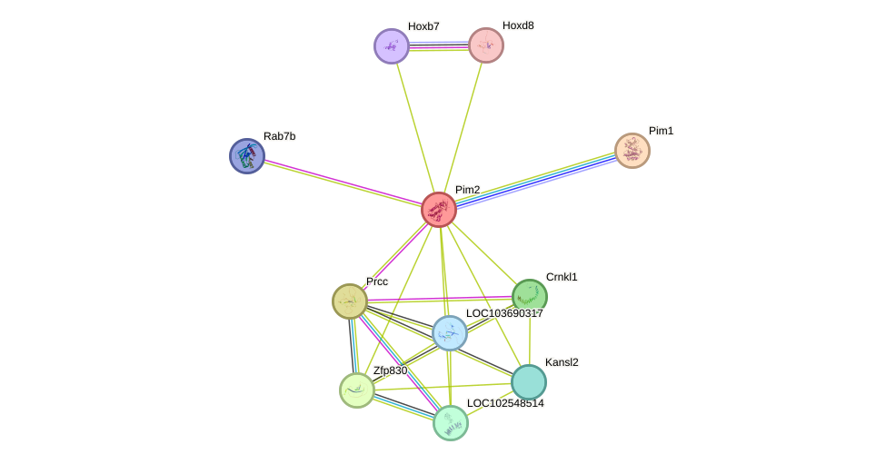 STRING protein interaction network