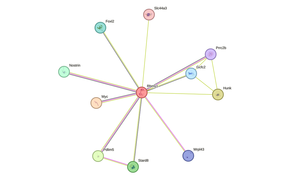 STRING protein interaction network