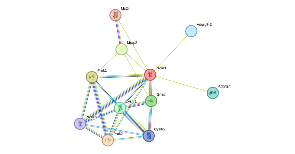 STRING protein interaction network