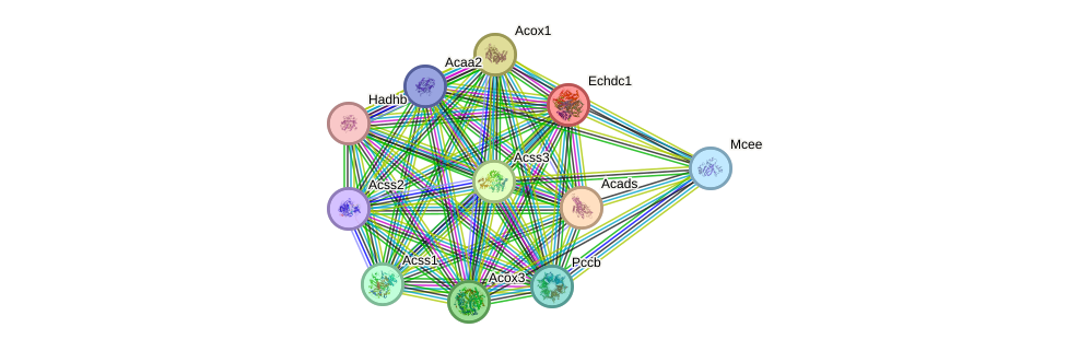 STRING protein interaction network