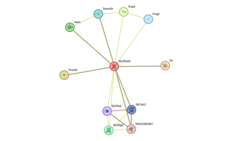 STRING protein interaction network