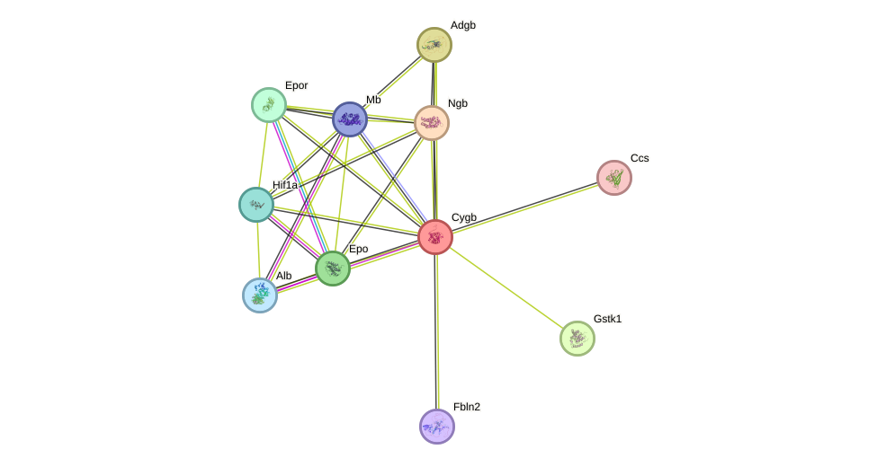 STRING protein interaction network